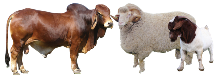 cattle3