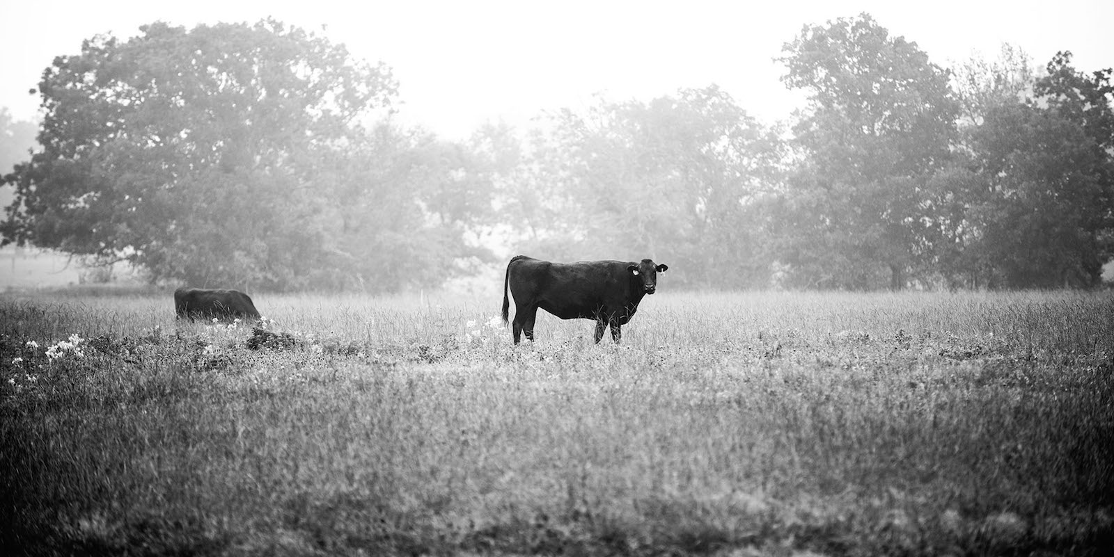 bwcow